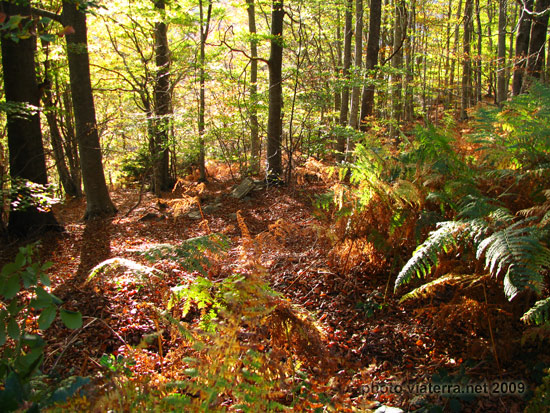 ferns trees autumn montseny
