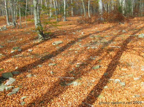 tree shadows autumn leaves