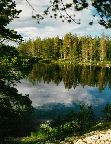 swedish forest