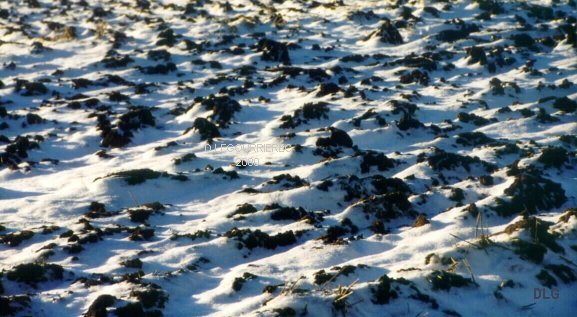 snow field