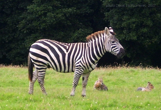 zebra fota wildlife park