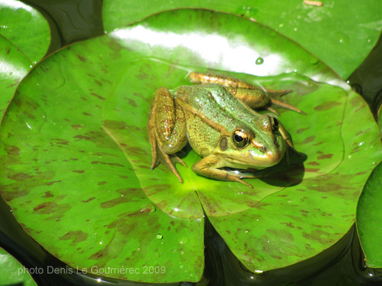 frog grenouille green verte
