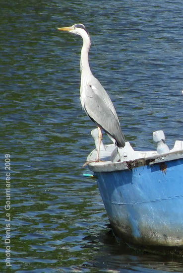 heron on a small boat