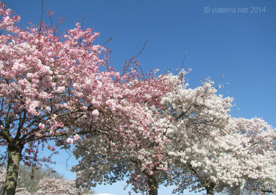 cerisers fleurs cherry blossoms