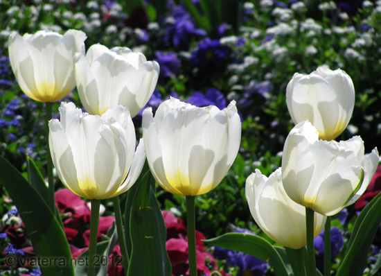 white tulips - tulipes blanches