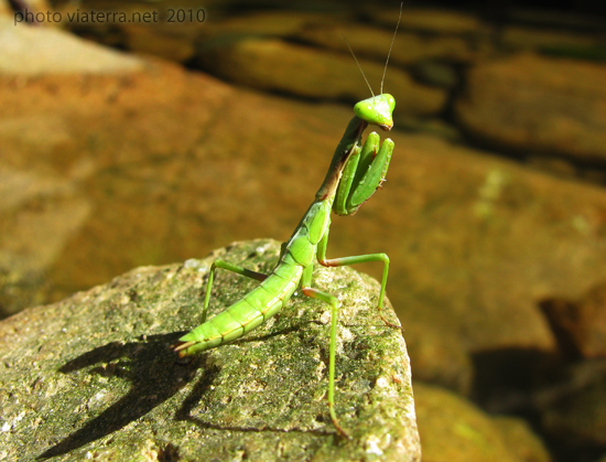 Insects