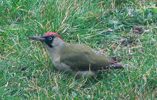 woodpecker pic-vert